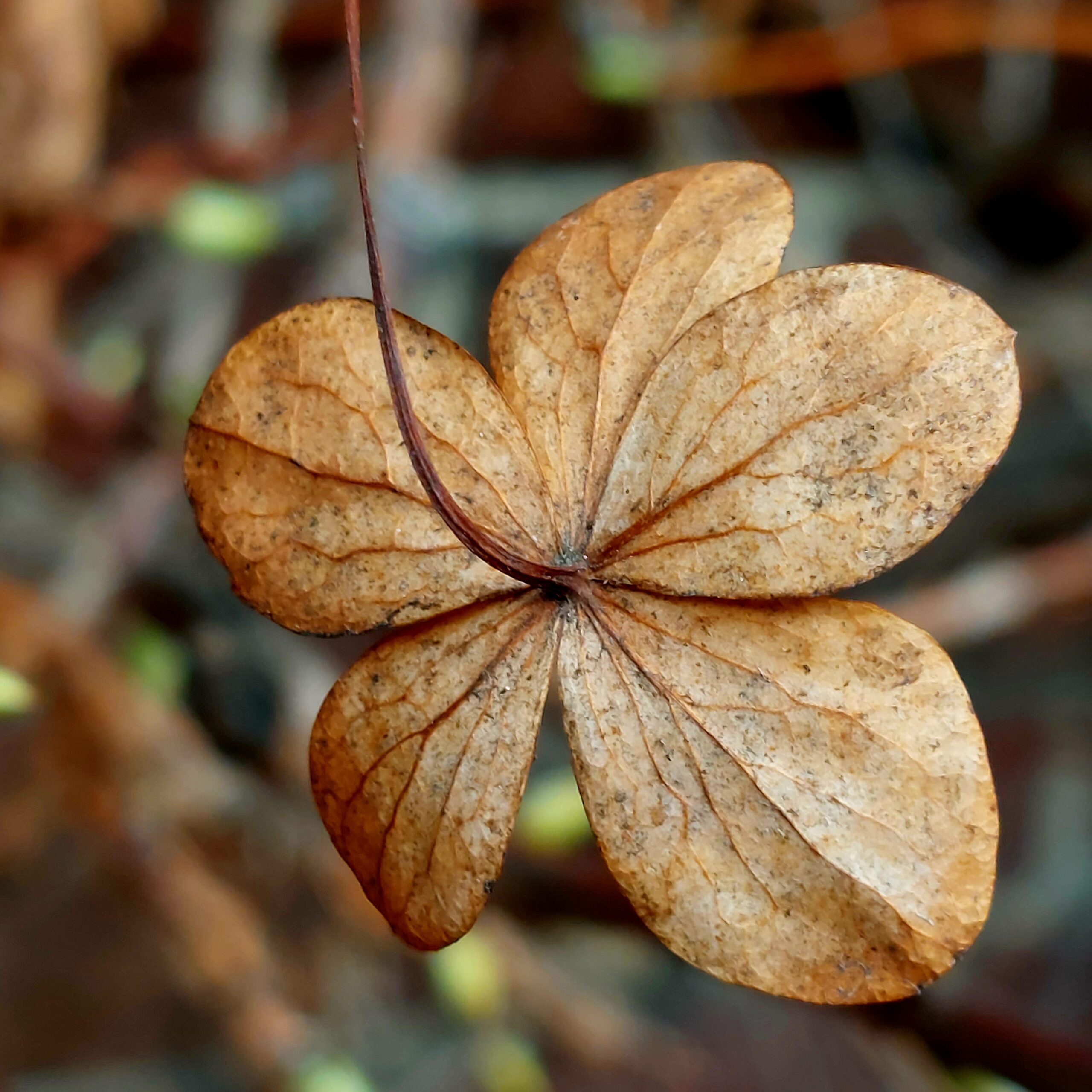 Chocolade- en vanillevla