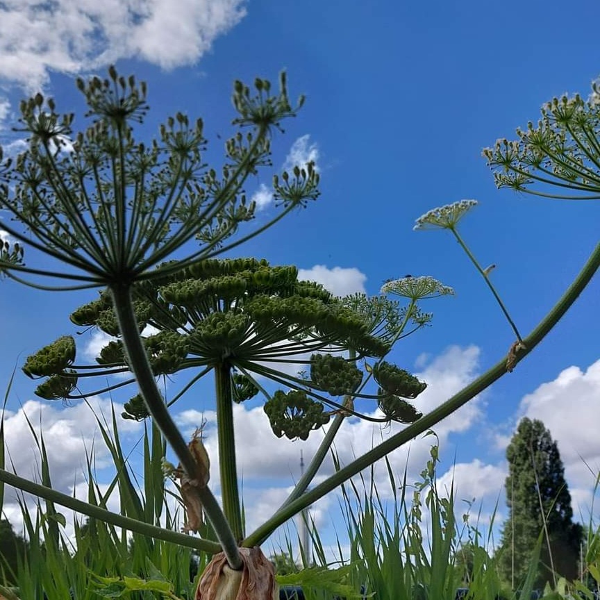 Alleengeboren tweelingen